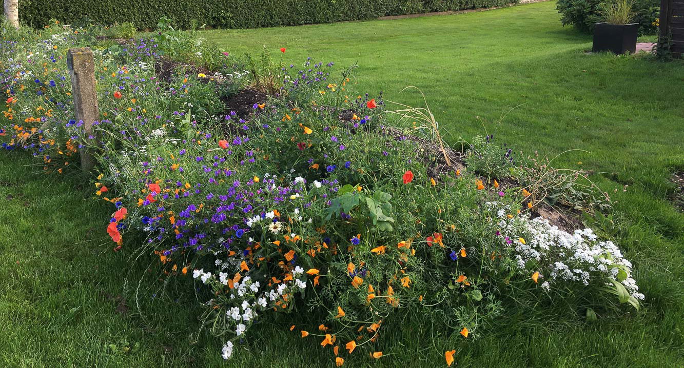 Blomstereng Frøblanding 25 m² – Skab en farverig have!