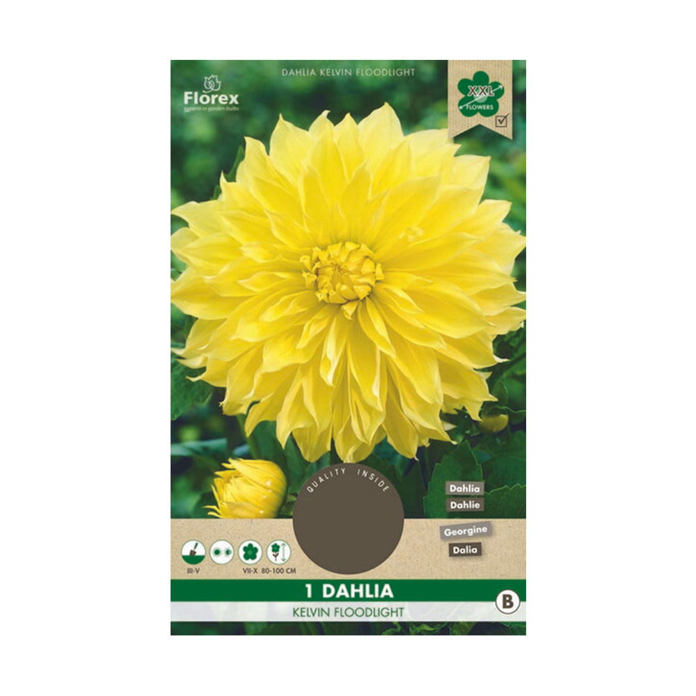 Dahlia Blomsterløg Kelvin Floodlight – Guldblomst til Haven