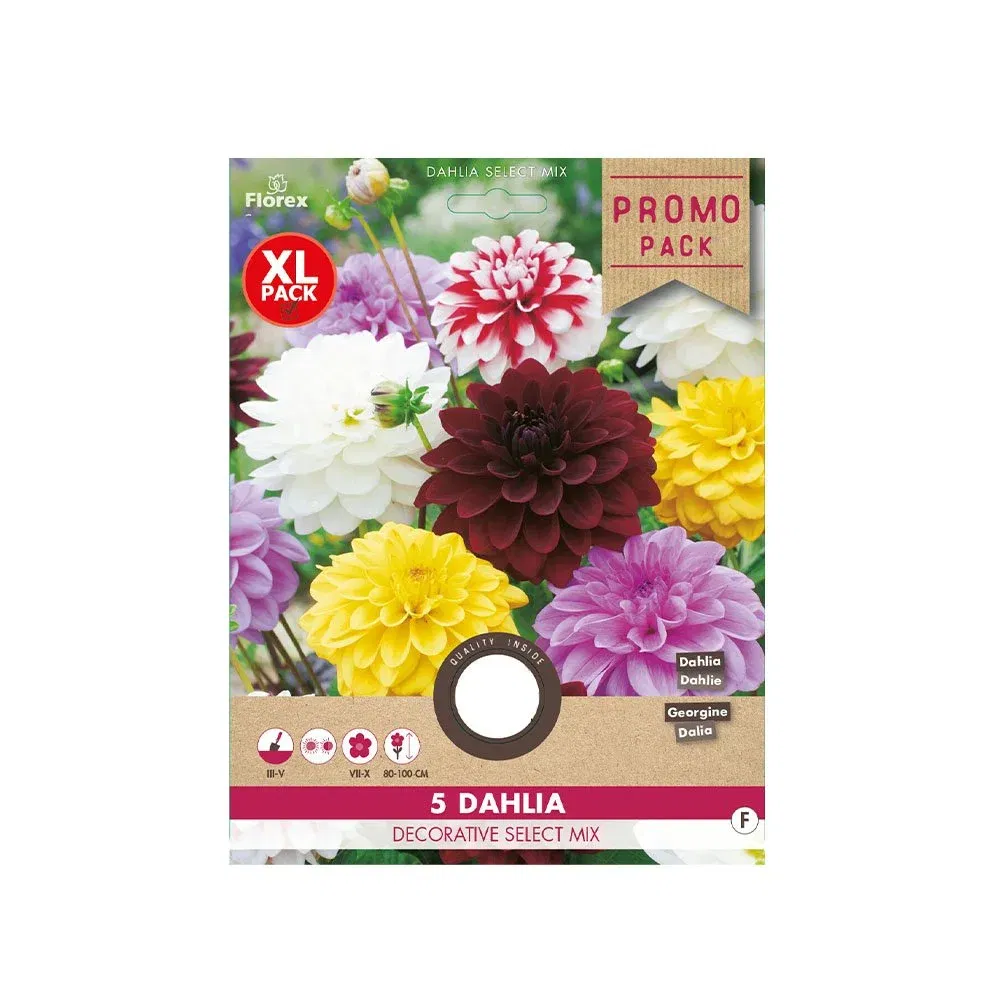Dahlia Løg "Dekorativt Mix" - Farverige Blomsterløg til Haven
