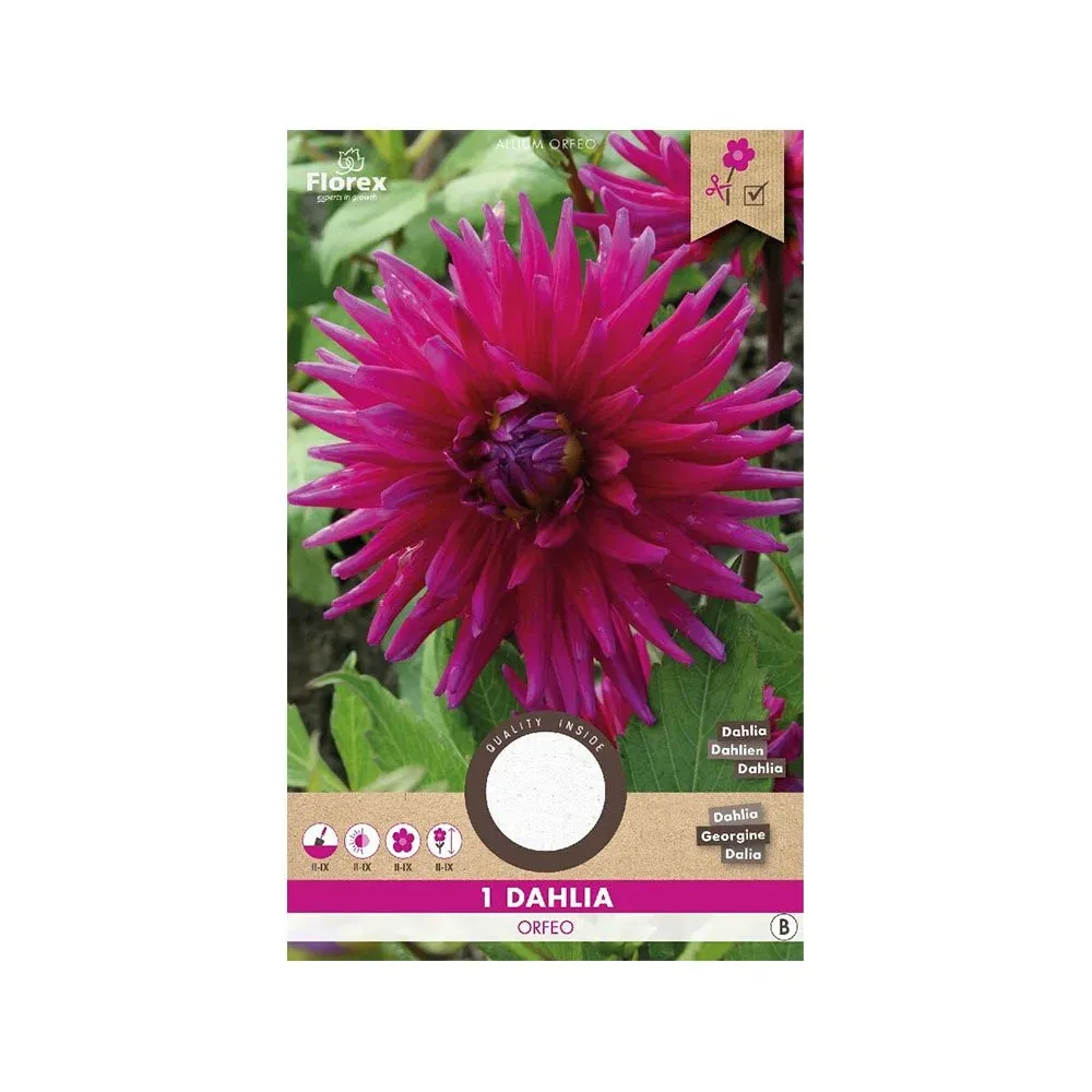 Dahlia "Cactus Orfeo" - Smukke blomsterløg på tilbud!