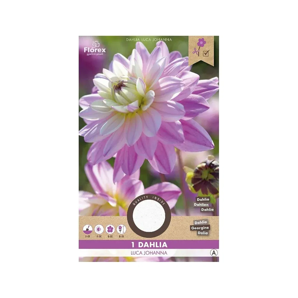 Dahlia "Luca Johanna" - Smukke Blomsterløg på tilbud!