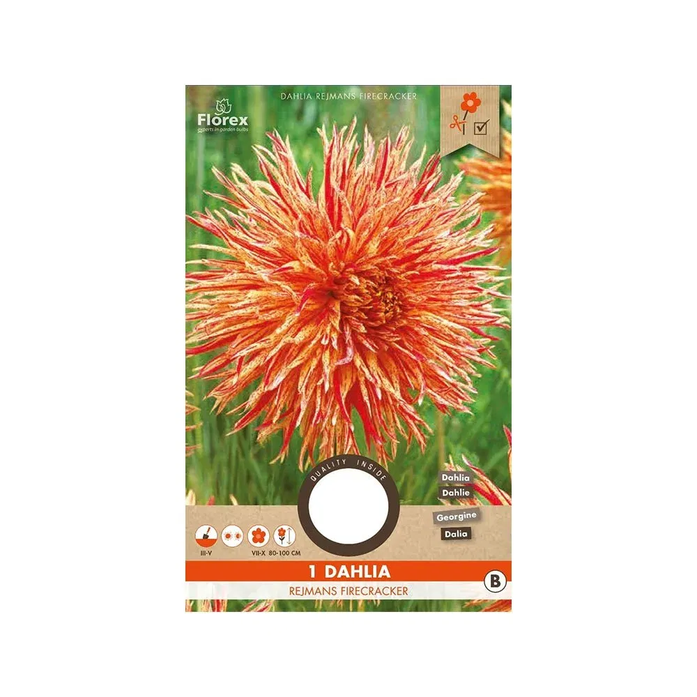 Dahlia "Rejmans Firecracker" Løg - Fantastisk Farvespil!