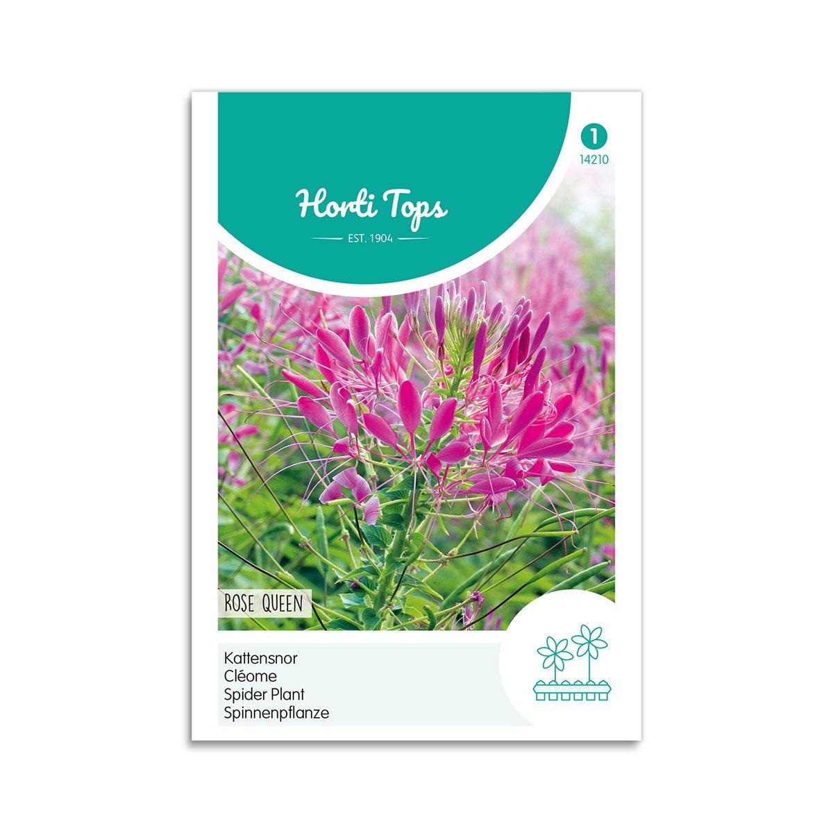 Edderkoppeplante Frø "Rose Queen" - Fantastisk tilbud!