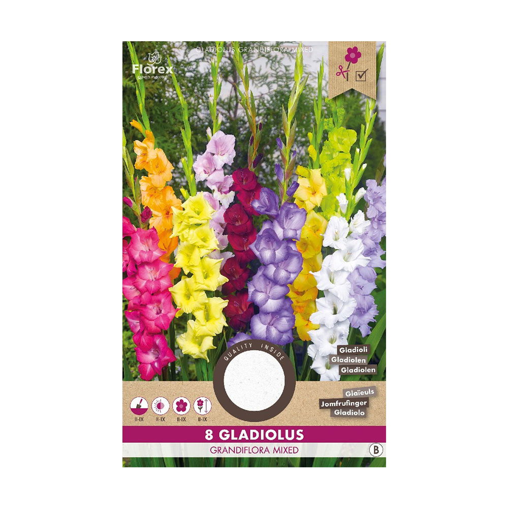 Gladiolus Mix Blomsterløg – Farverige Snitblomster til Haven