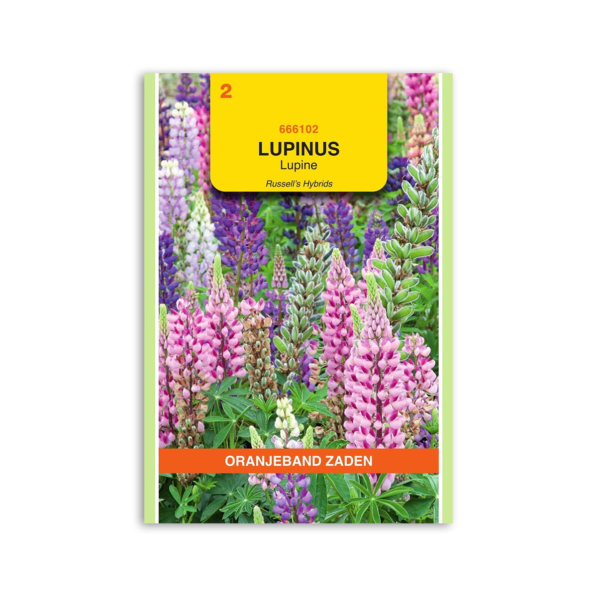 Lupinfrø "Russell Hybrids Mix" - Farverige blomster til haven