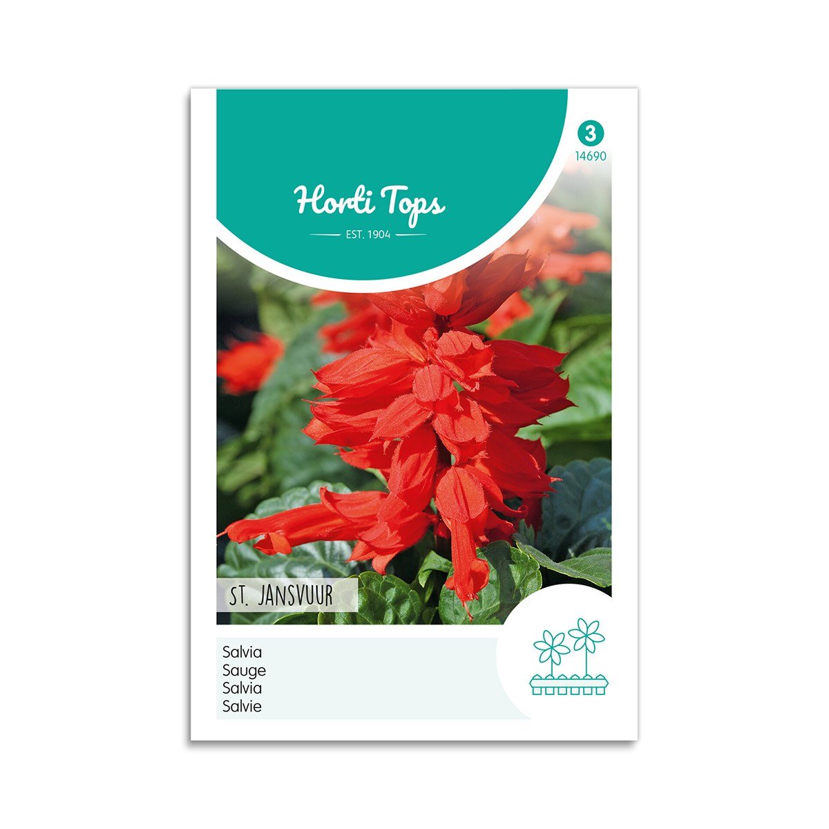 Pragtsalvie Frø "St. John's Fire" - Horti Tops Tilbud!