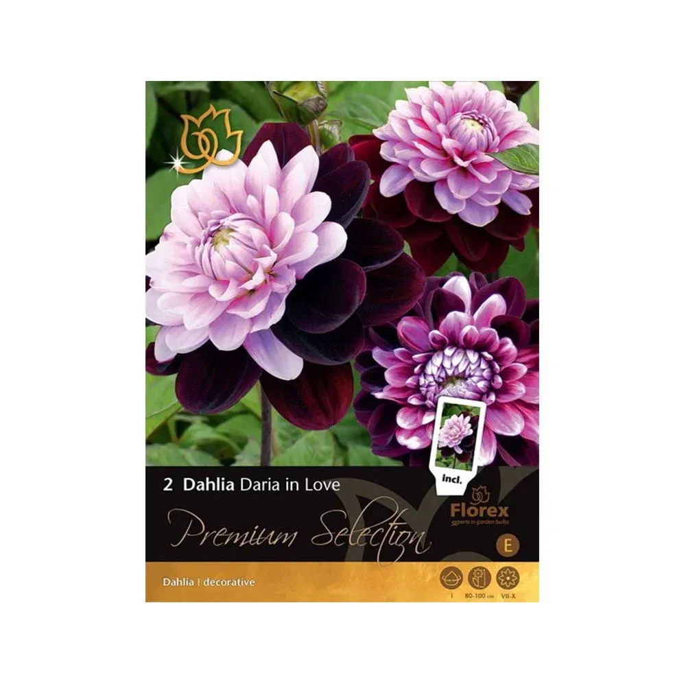 Premium Dahlia "Daria In Love" - Løg til Haveforvandling