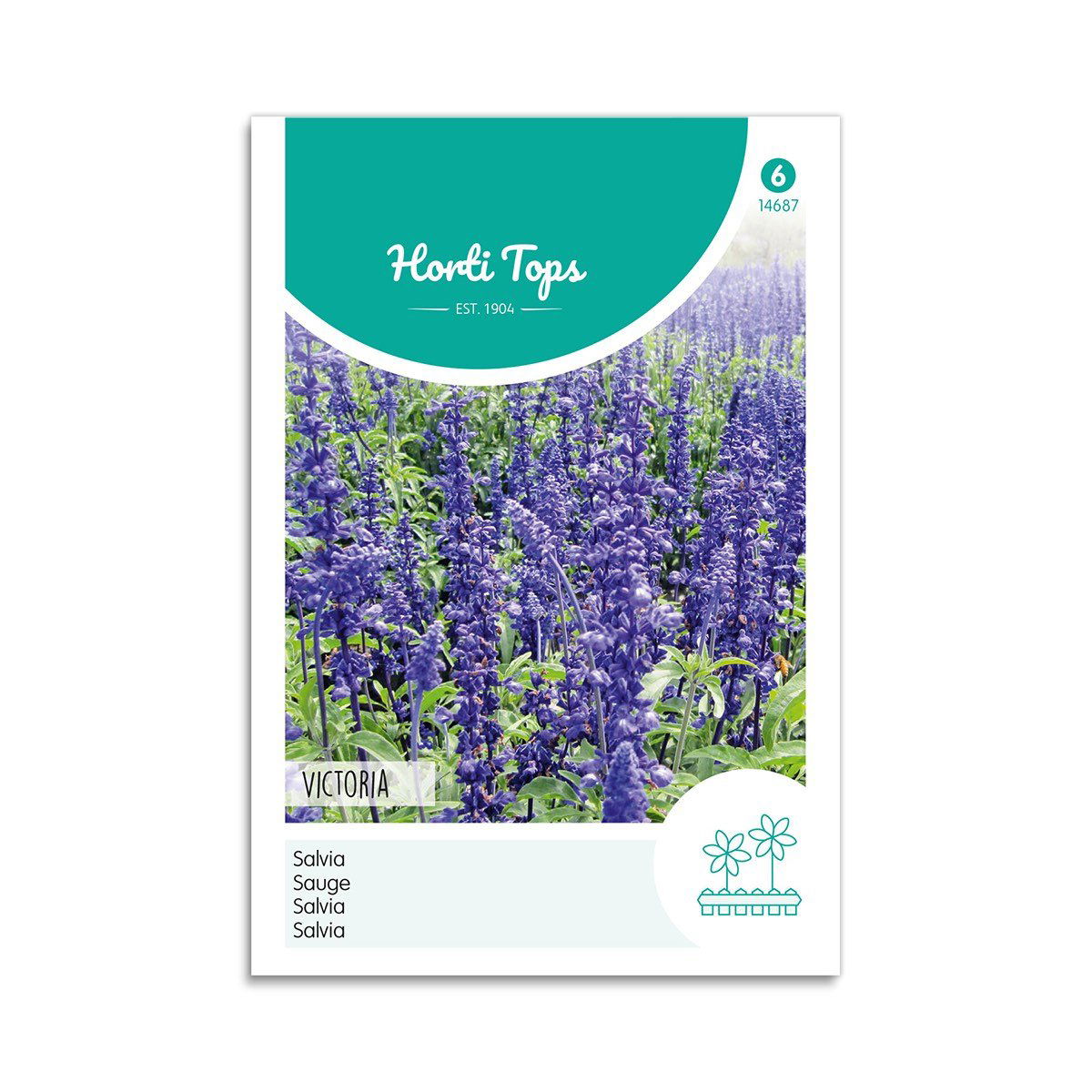 Texassalvie Frø "Victoria" - Udsalg hos Horti Tops!