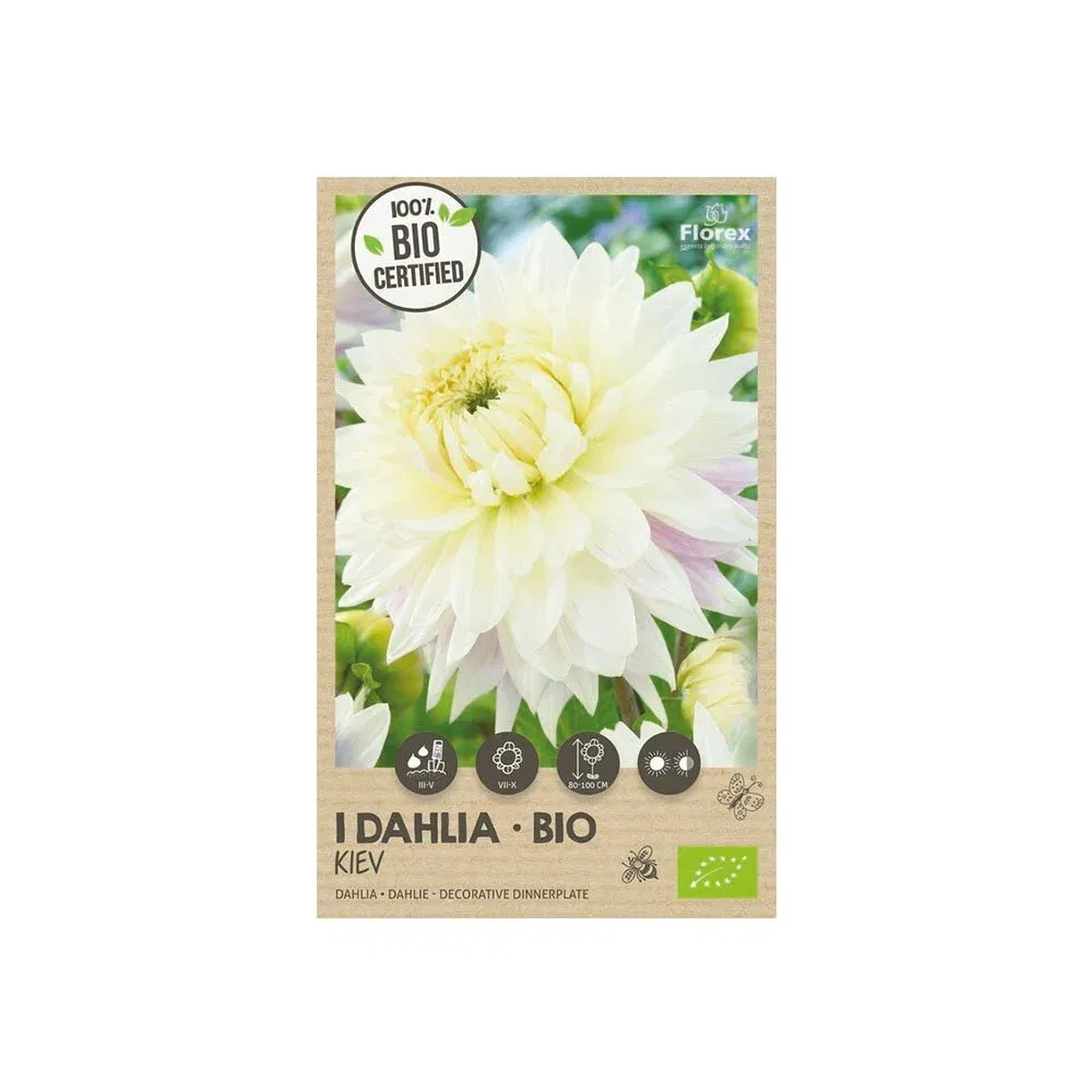 Økologiske XXL Dahlia Løg "Kiev" til Haven - Skønne Blomster
