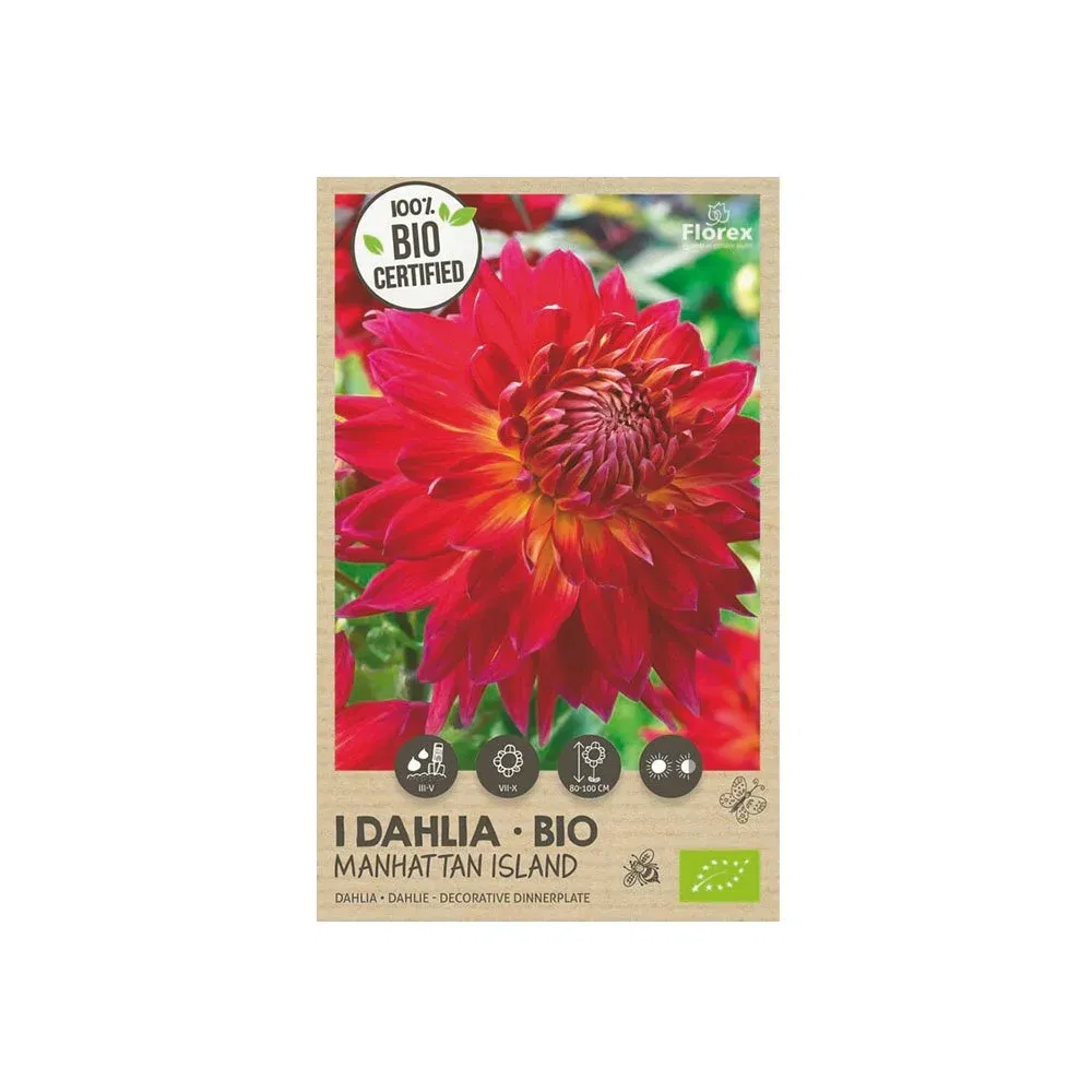 Økologisk Dahlia 'Manhattan Island' Løg til Haven - Bestil nu!