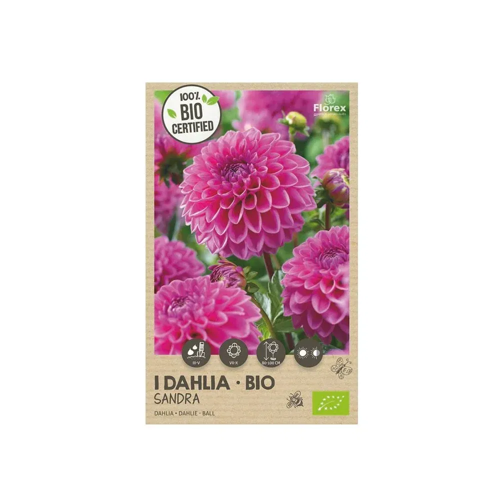 Økologisk Dahlia "Sandra" Løg til Blomsterbed - Skønhed til Haven