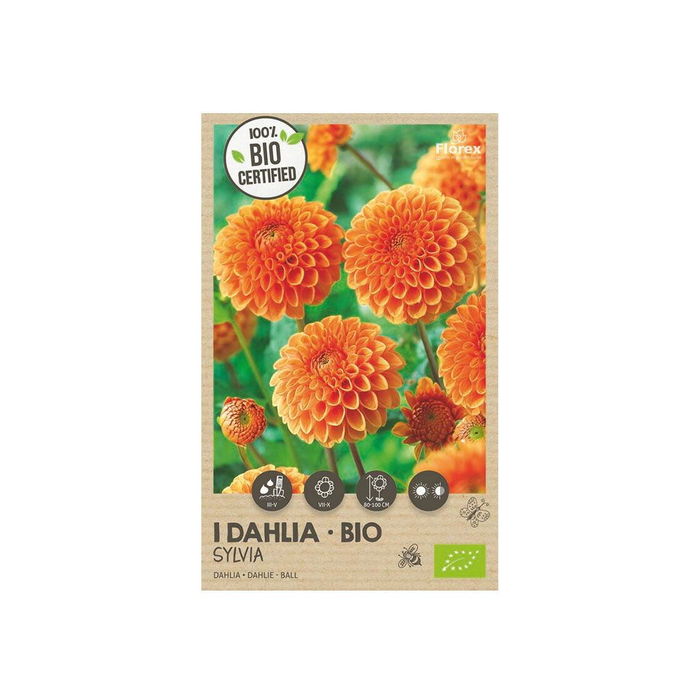 økologisk Dahlia  Quot Sylvia Quot    Løg