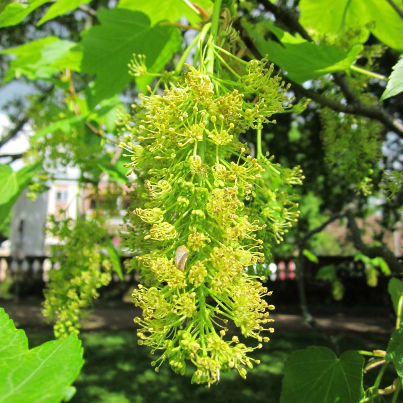 Ahorn Acer Pseudoplatanus 175-200 Cm