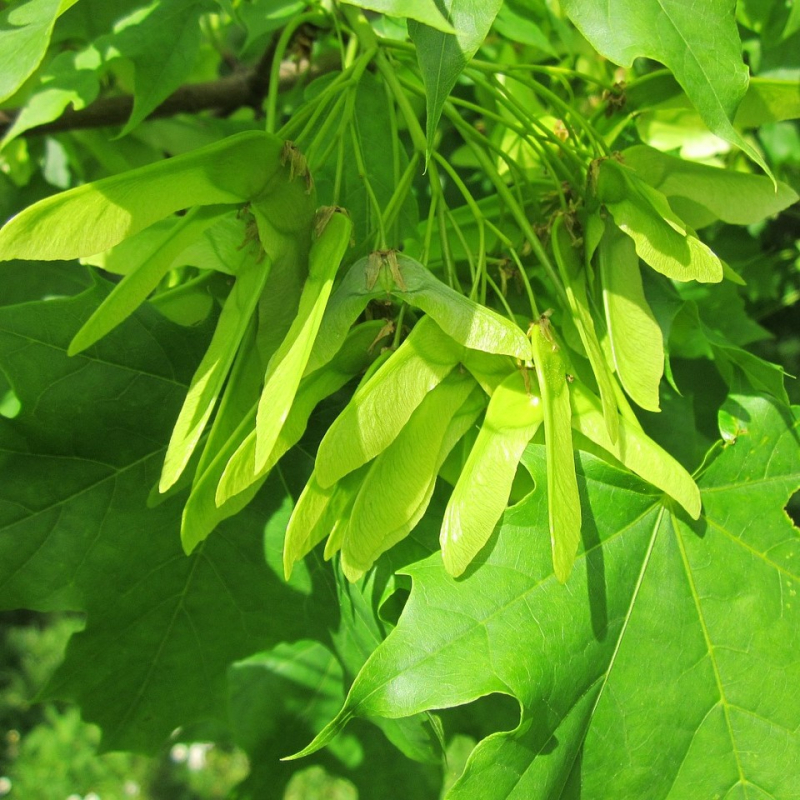 Ahorn Kugleformet  Opstammet Acer Platanoides  Globosum  Toppodet 200 Cm   årig