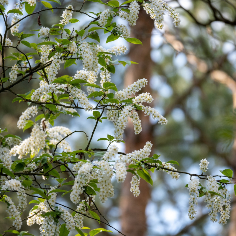 Almindelig Hæg Prunus Padus 125-150 Cm