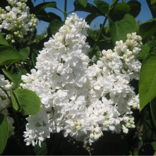 Almindelig Hvid Syren Syringa Vulgaris  Alba  80-100 Cm
