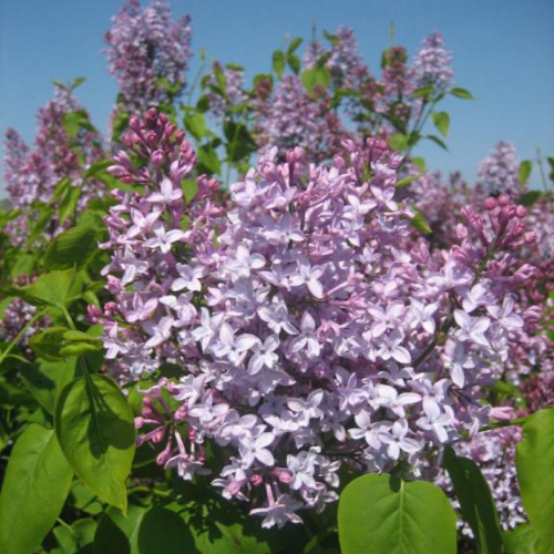 Almindelig Syren Syringa Vulgaris 50-80 Cm