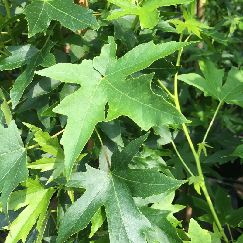 Ambratræ Liquidambar Styraciflura  Worplesdon  200-250 Cm