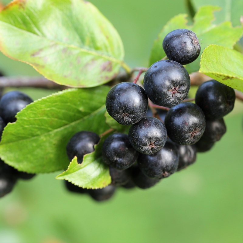 Aronia Surbær 50-80 Cm