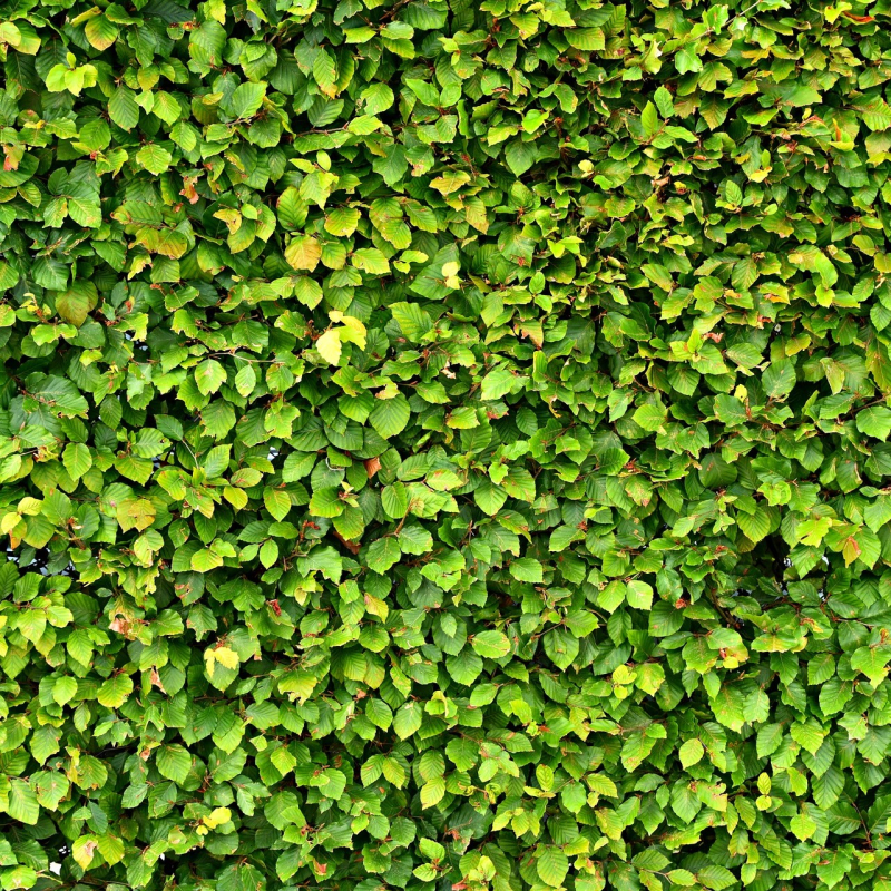 Avnbøg Carpinus Betulus 60-100 Cm