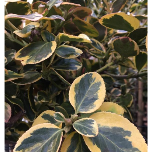 Benved Euonymus Fortunei  Canadale Gold  Toppodet 120 Cm Stamme