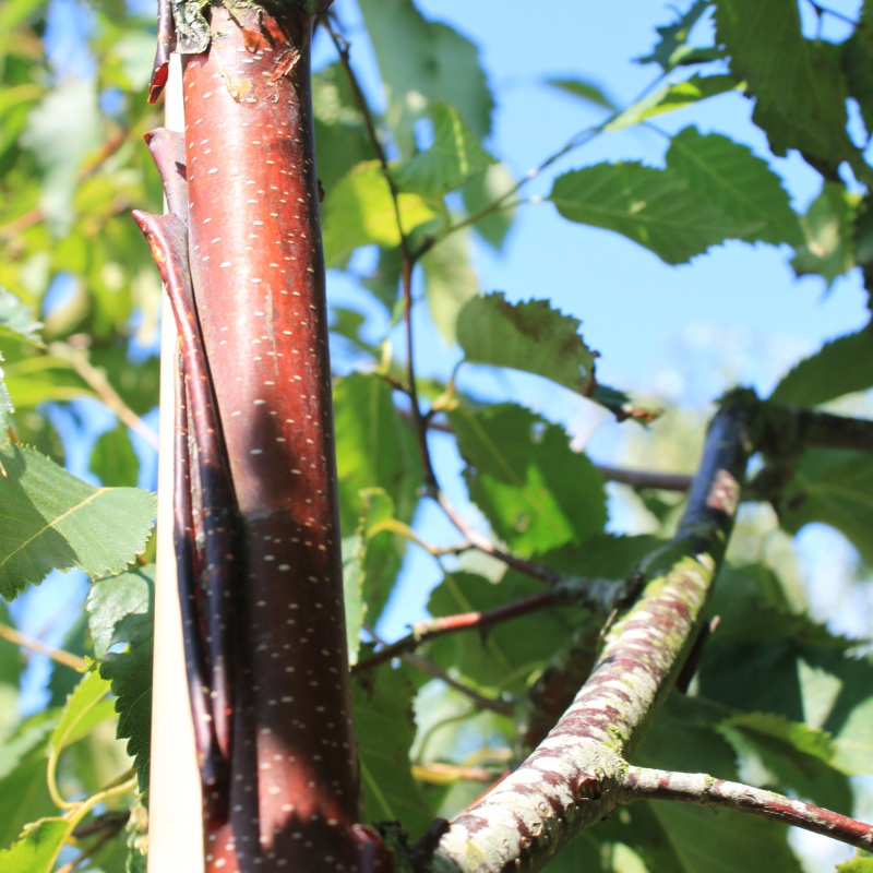 Betula Albosinensis Var  Septentrionalis Kobberbirk 200-250 Cm  10    Potte