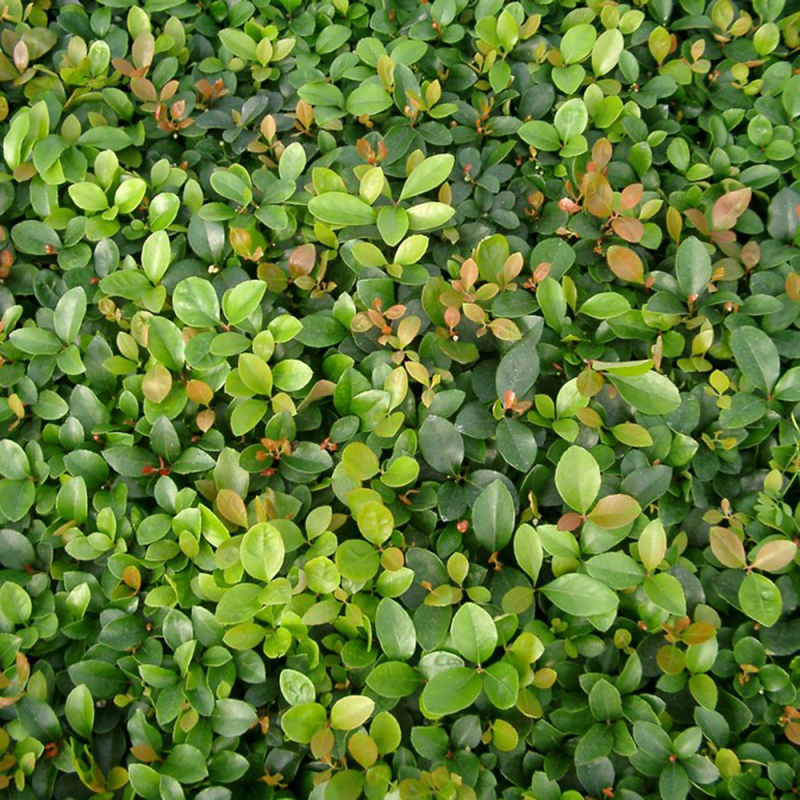 Bjergthe Gaultheria Procumbens  Red Baron