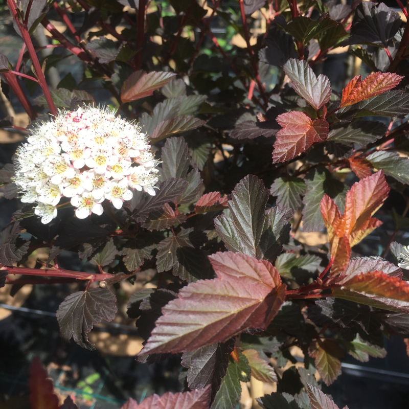 Blærespiræa Physocarpus Opulifolius  Diable   Or  Toppodet 180 Cm Stamme
