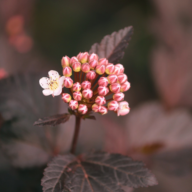 Blærespiræa Physocarpus Opulifolius  Lady In Red  Toppodet 50 Cm Stamme