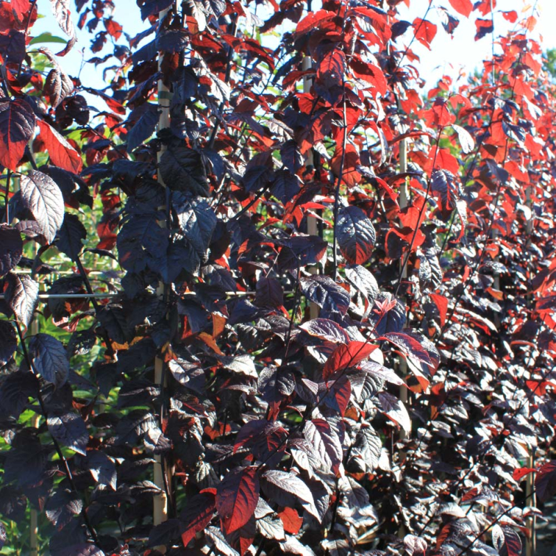 Blodblomme Prunus Cerasifera  Nigra  175-200 Cm