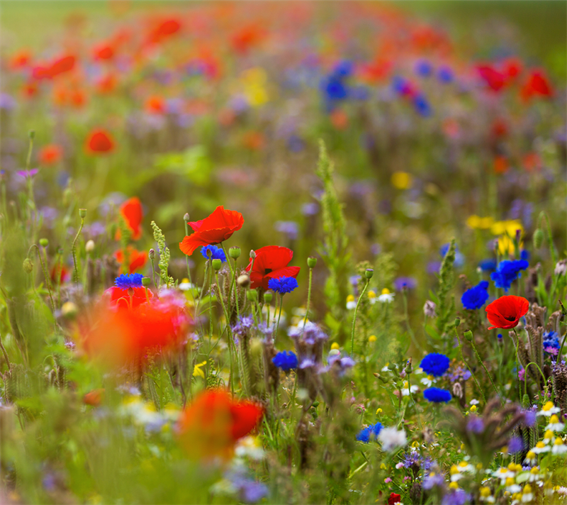 Blomstermarksblanding  En   Flerårig Til Haven