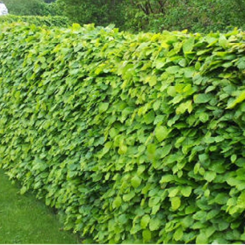 Bøg Hækplanter 30-50 Cm    årige Planter  25 Stk  Bundt