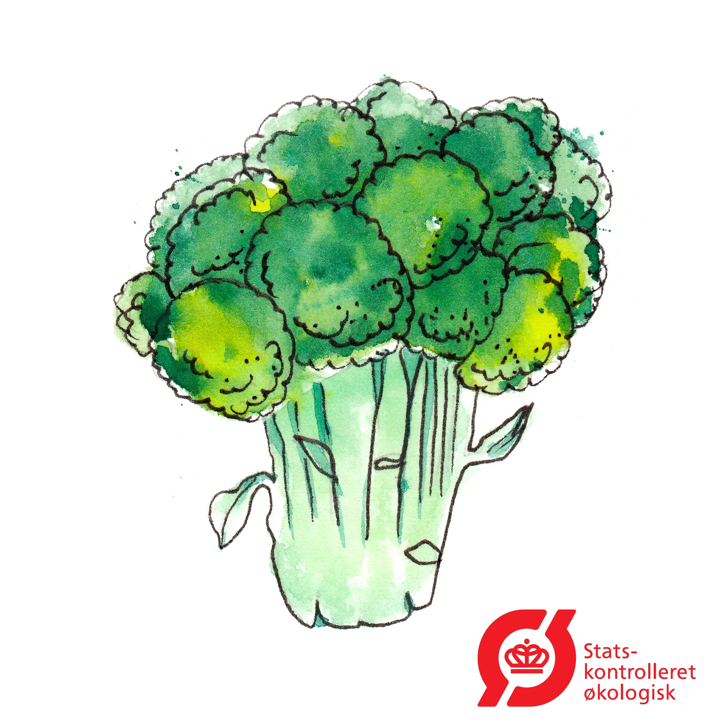 Broccoli  Bobby - Frø  øko