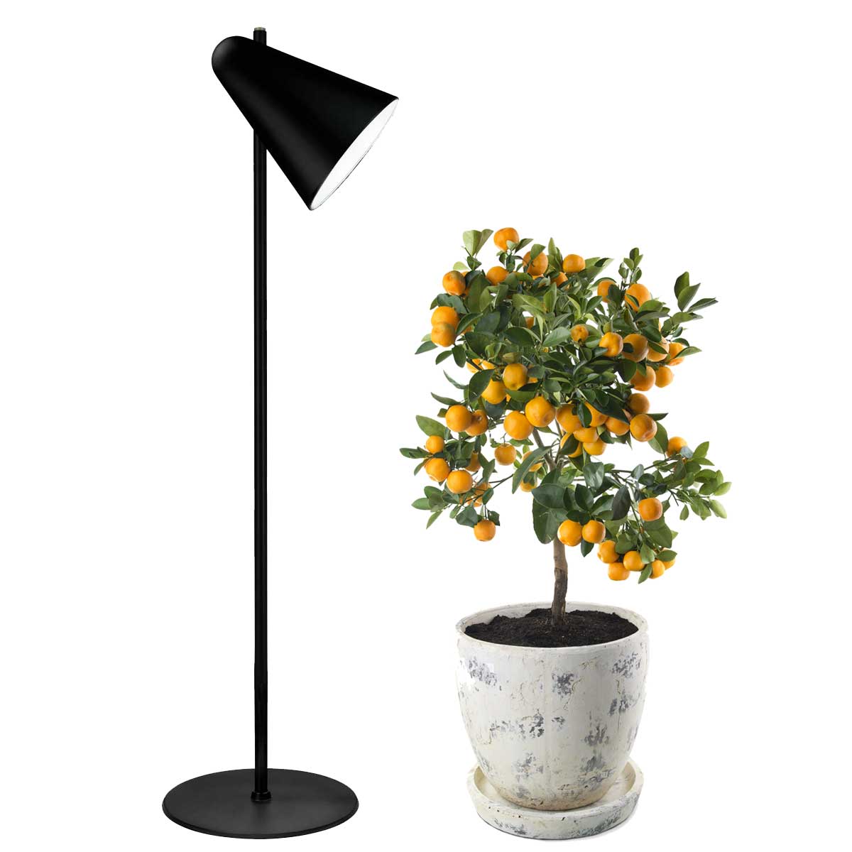 Capelo Sort Gulvlampe Af Genbrugsmetal   Vækstlys Led   Med Grolys Pære