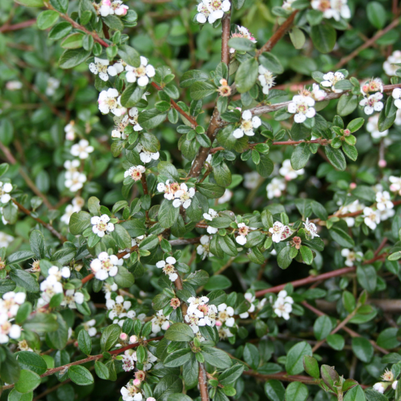 Cotoneaster Dammeri Queen Dværgmispel