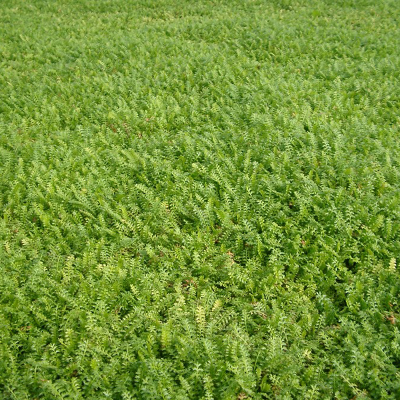Cotula Dioica Reptans Trædebregne
