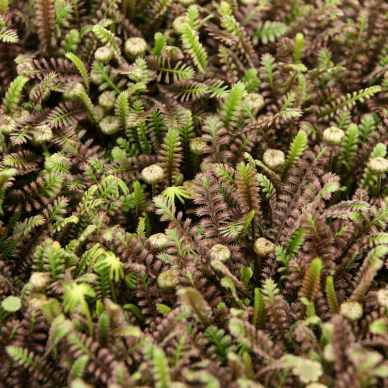 Cotula  Platts Black  Trædebregne
