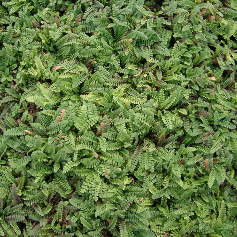 Cotula Potentillina Trædebregne