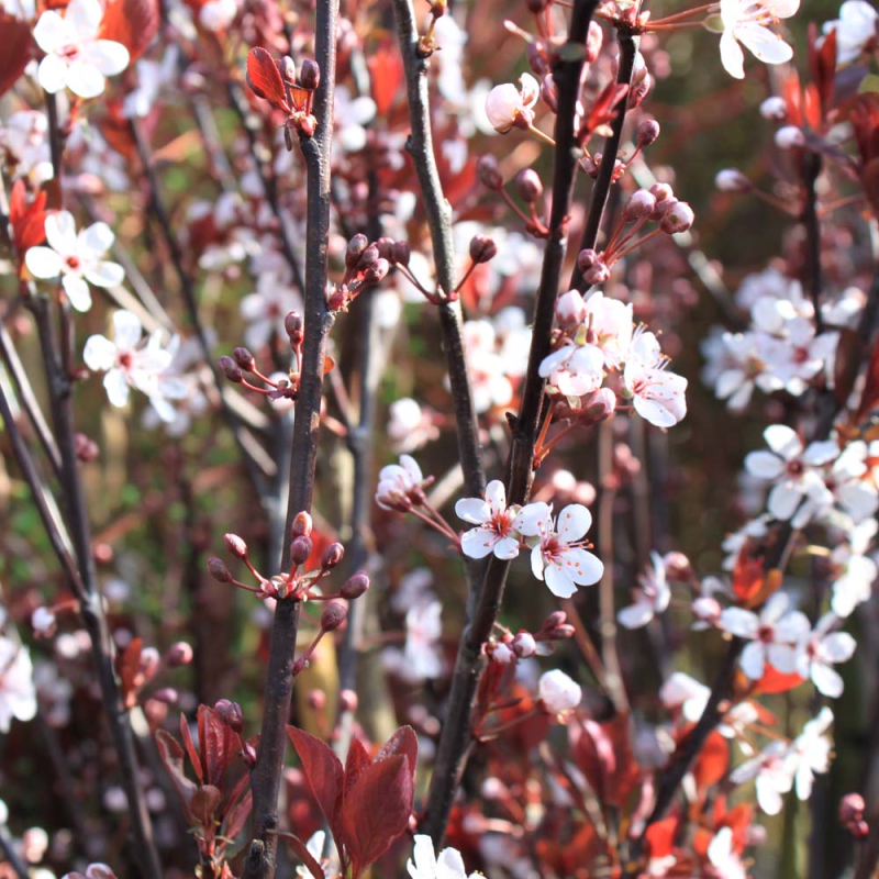 Dværg Blodblomme Prunus Cistena Toppodet 120 Cm Stamme