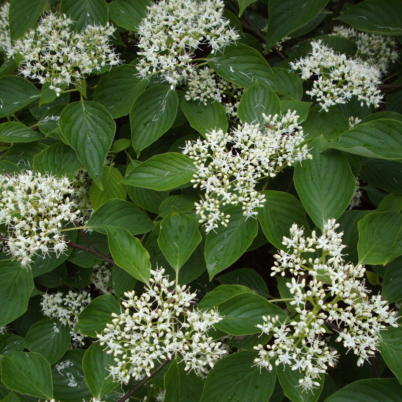 Dværg Etage Kornel Cornus Controversa  Green Carpet  Toppodet 180 Cm Stamme