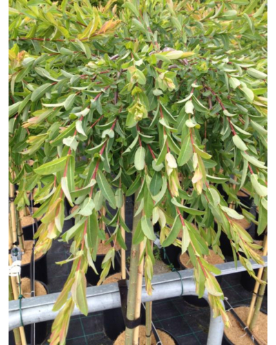 Dværg Hængepil Salix Integra  Pendula  Toppodet 120 Stamme 15    Potte
