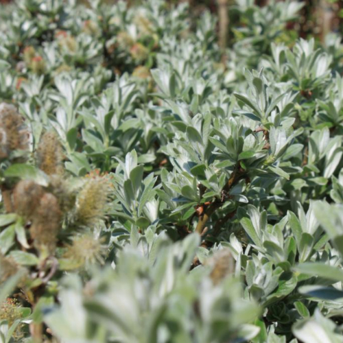 Dværgpil Salix Helvetica Toppodet 60 Cm Stamme        Potte