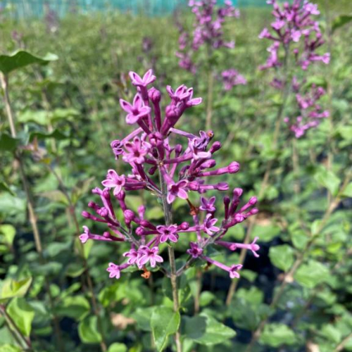 Dværgsyren Syringa  Dark Purple  Toppodet 80 Cm Stamme  -år