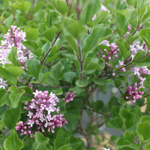 Dværgsyren Syringa Meyeri  Palibin  Toppodet 80 Cm Stamme