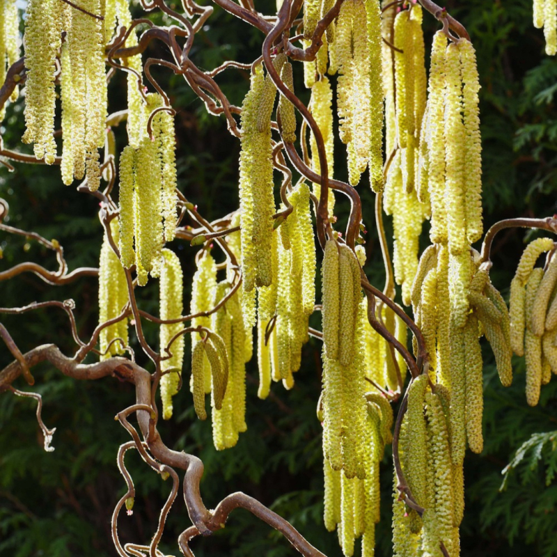 Dværgtroldhassel Corylus Avellana  Twister  Toppodet 60 Cm Stamme