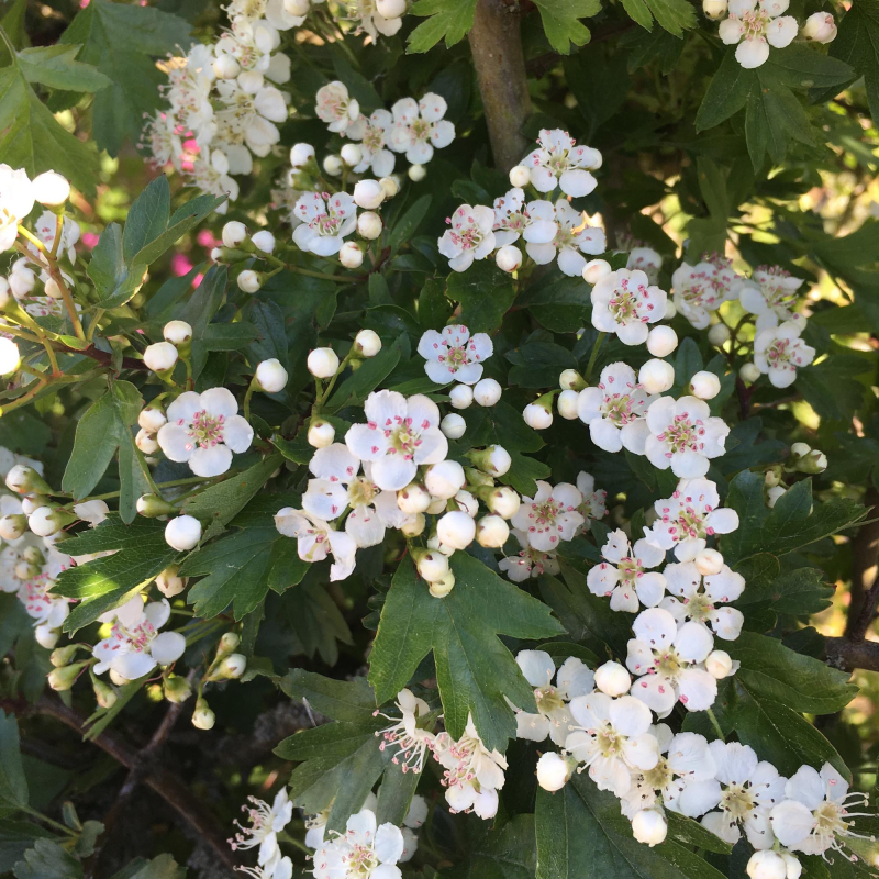 Engriflet Hvidtjørn Crataegus Monogyna 125-150 Cm