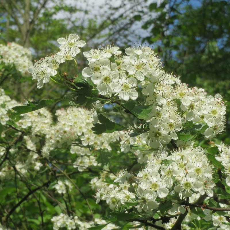 Engriflet Hvidtjørn Crataegus Monogyna 60-100 Cm