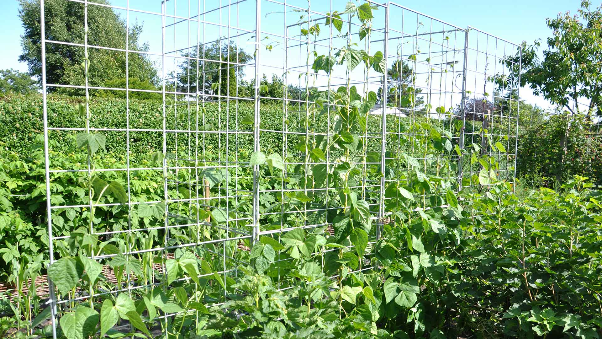 Espalier Galvaniseret 91x105 Cm
