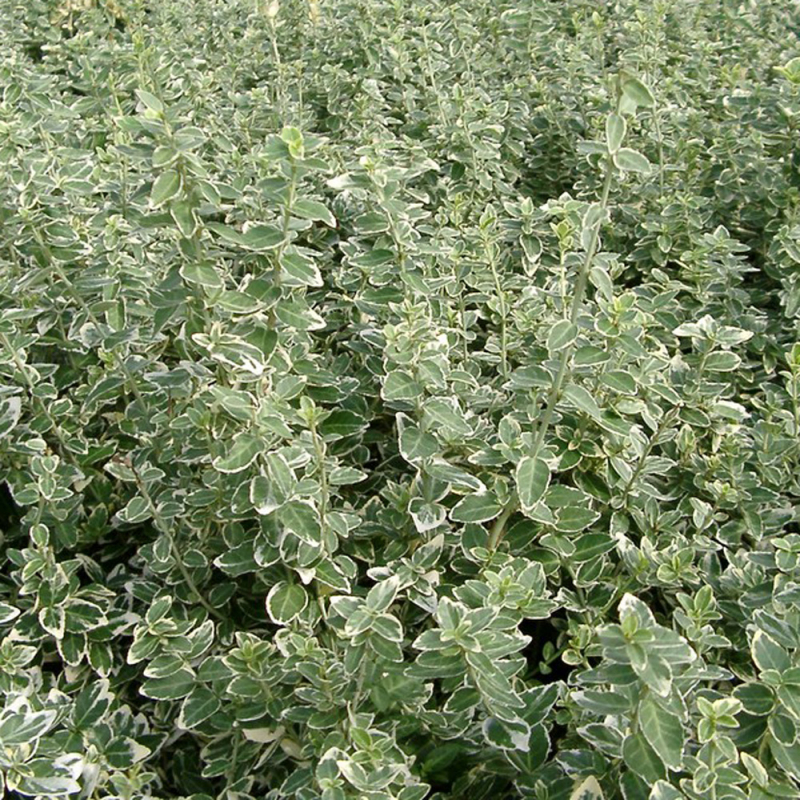 Euonymus  Emerald Gaity  Lav Benved