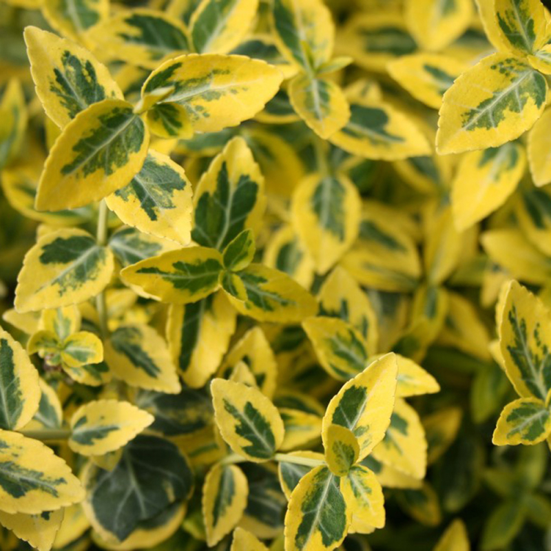 Euonymus  Emerald Gold  Lav Benved